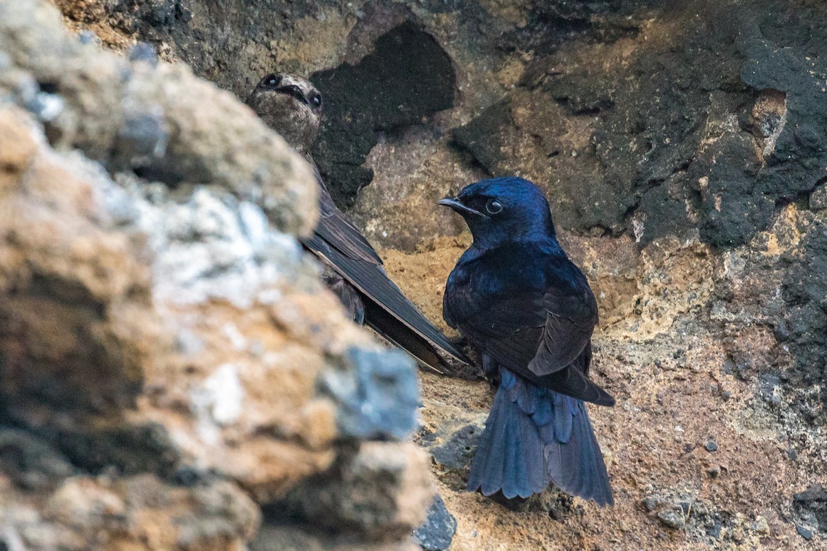 Galapagos Martin - John Reynolds