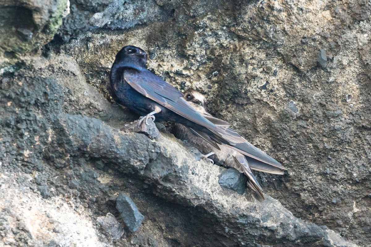 Galápagosschwalbe - ML94916281