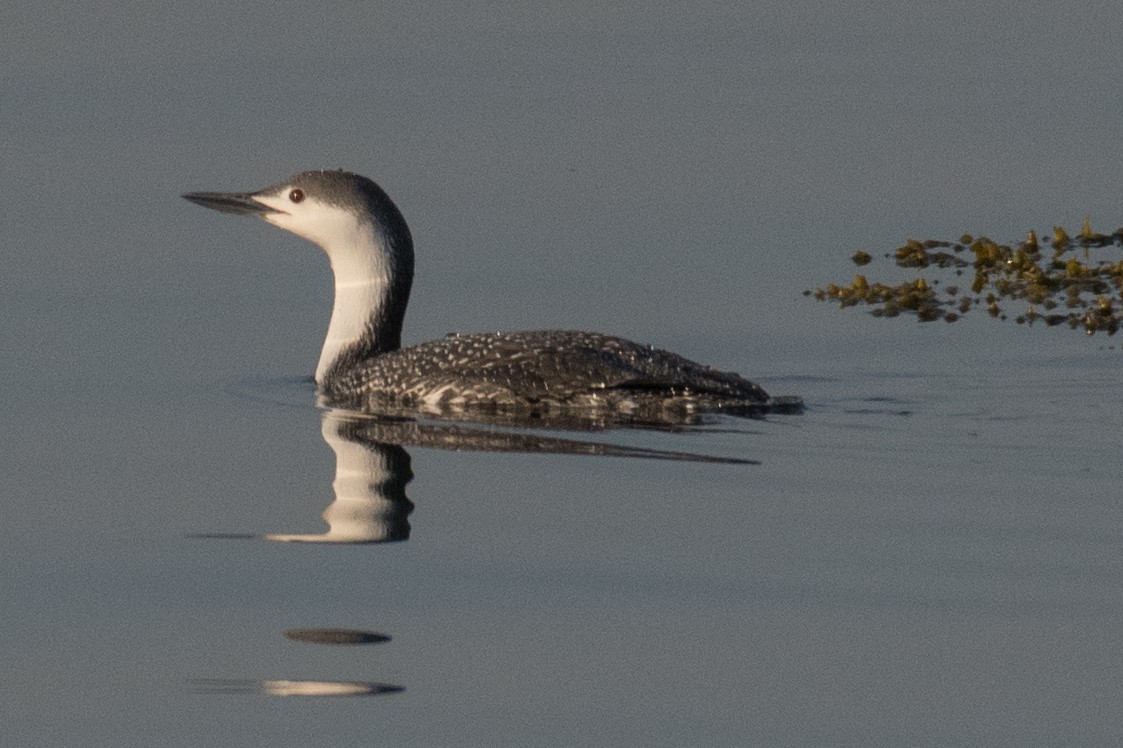 Red-throated Loon - ML94917961