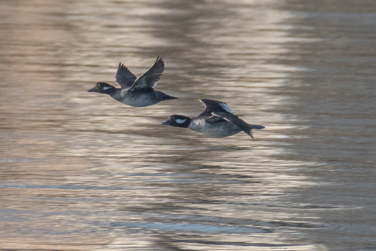 Bufflehead - ML94920071