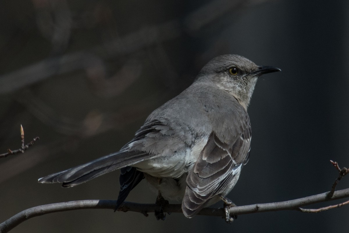 Northern Mockingbird - ML94920651