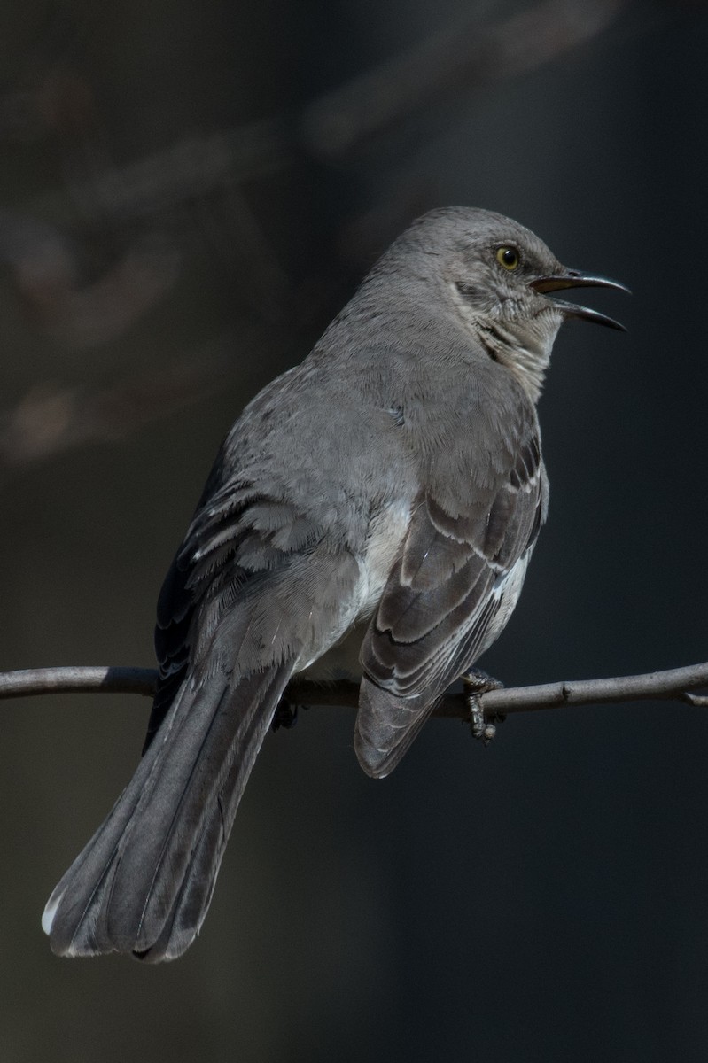 Northern Mockingbird - James Mott