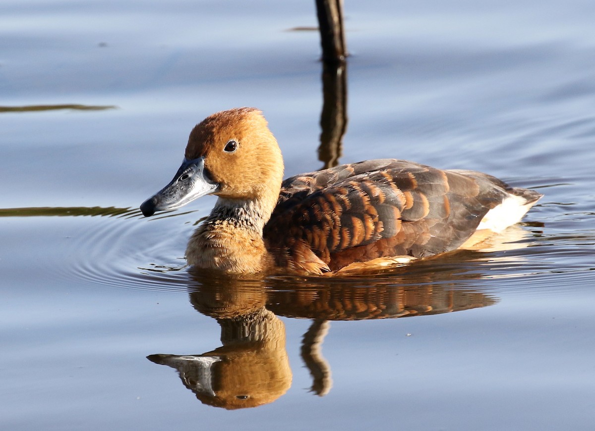 Fulvous Whistling-Duck - Matthew Grube
