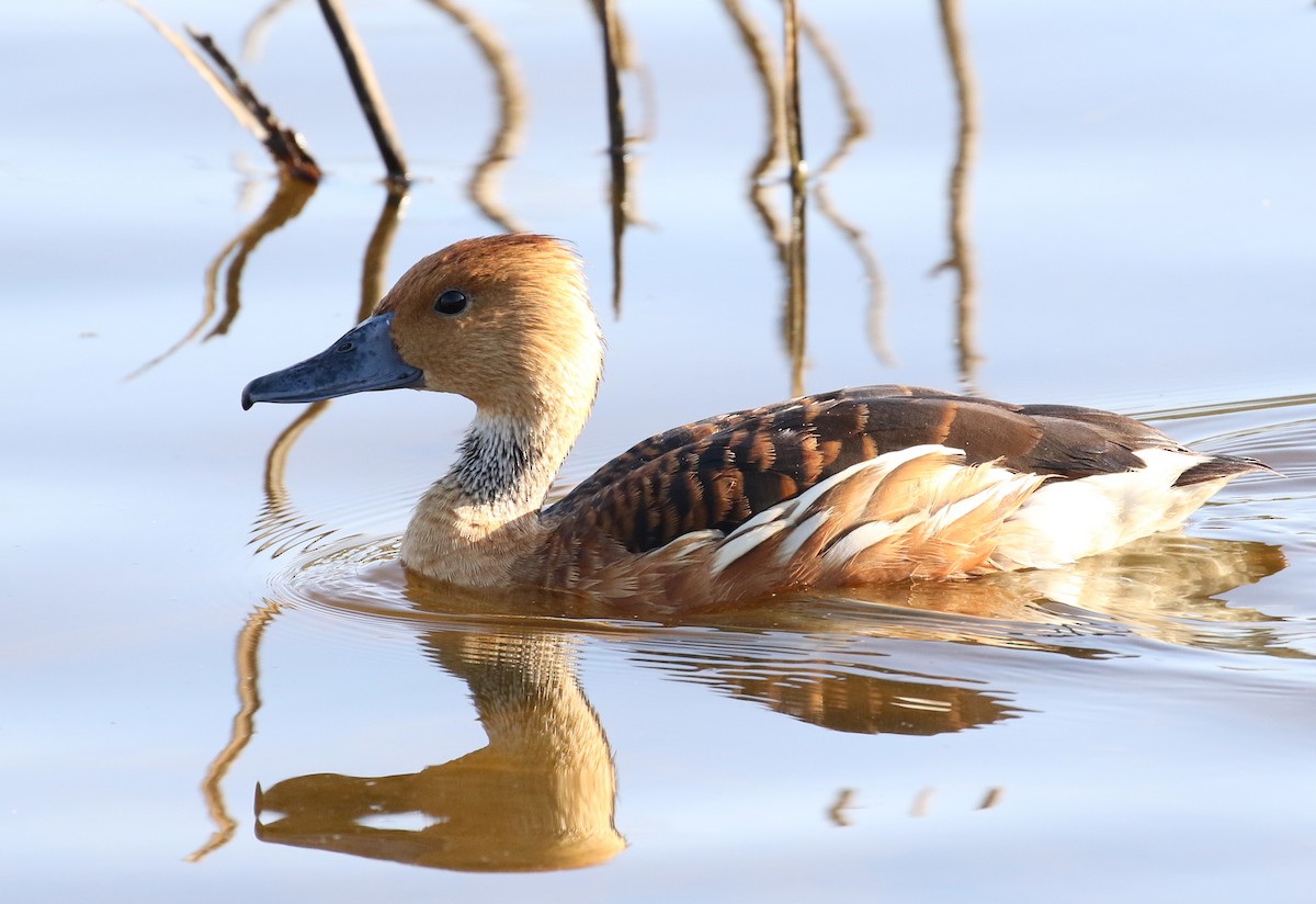 Fulvous Whistling-Duck - Matthew Grube