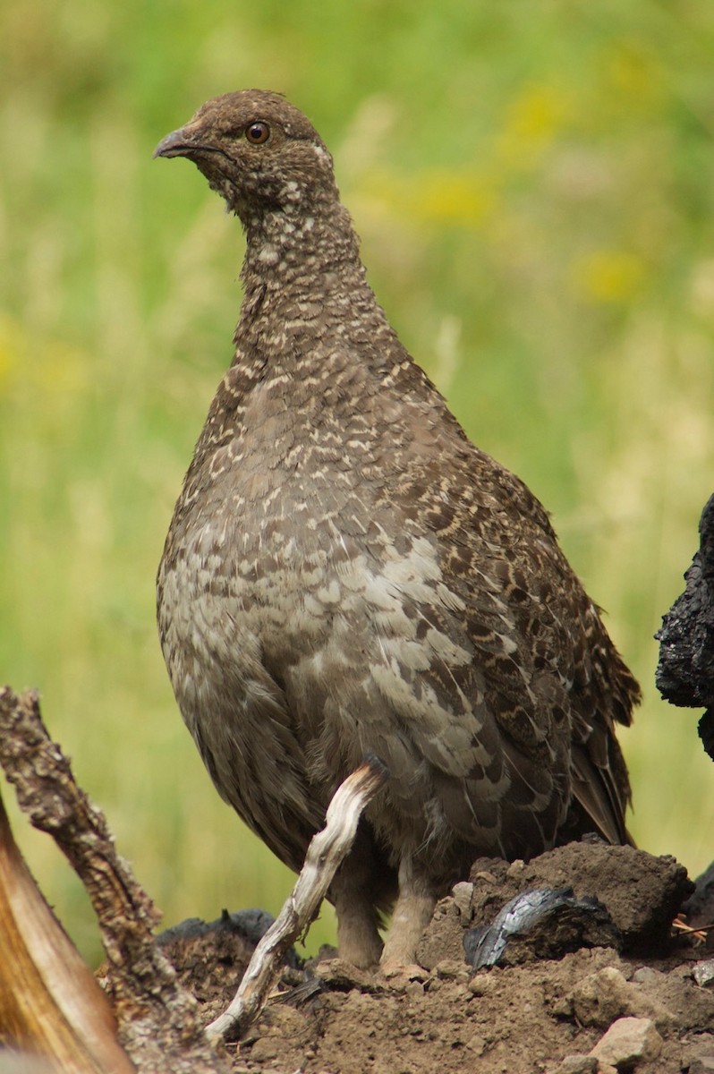 Dusky Grouse - Bill Rapai