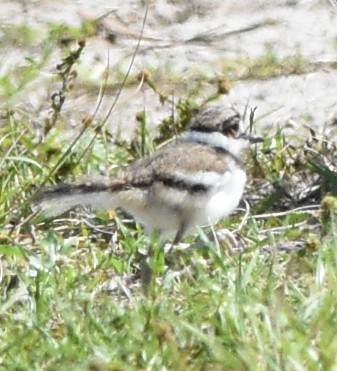 Killdeer - ML94924931