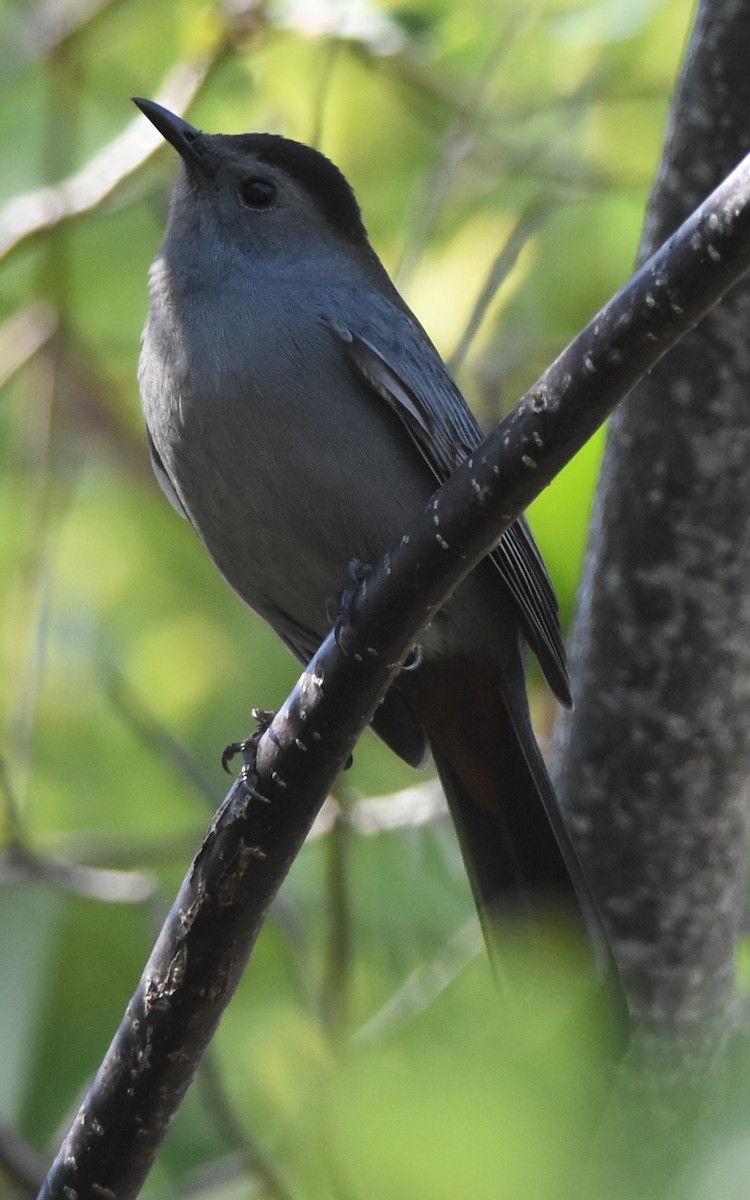 Pájaro Gato Gris - ML94925021