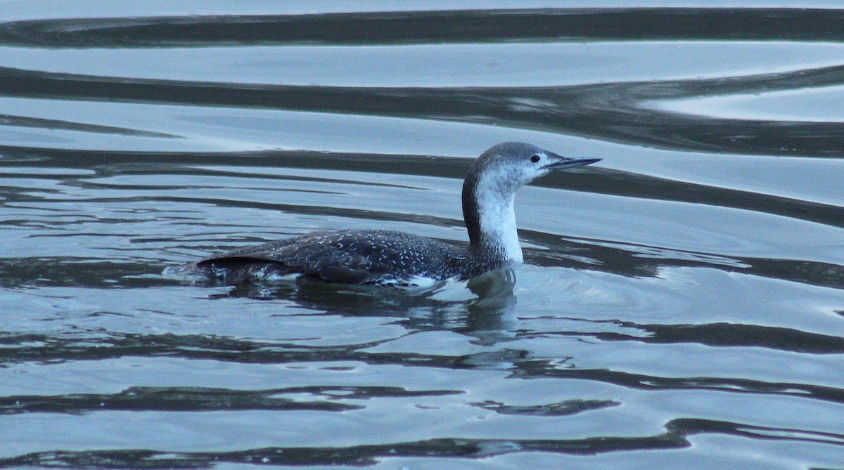 Red-throated Loon - ML94925611