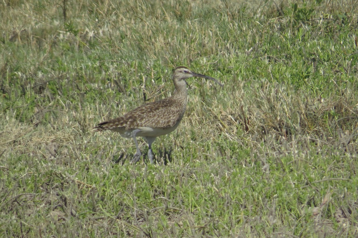 Regenbrachvogel - ML94927731