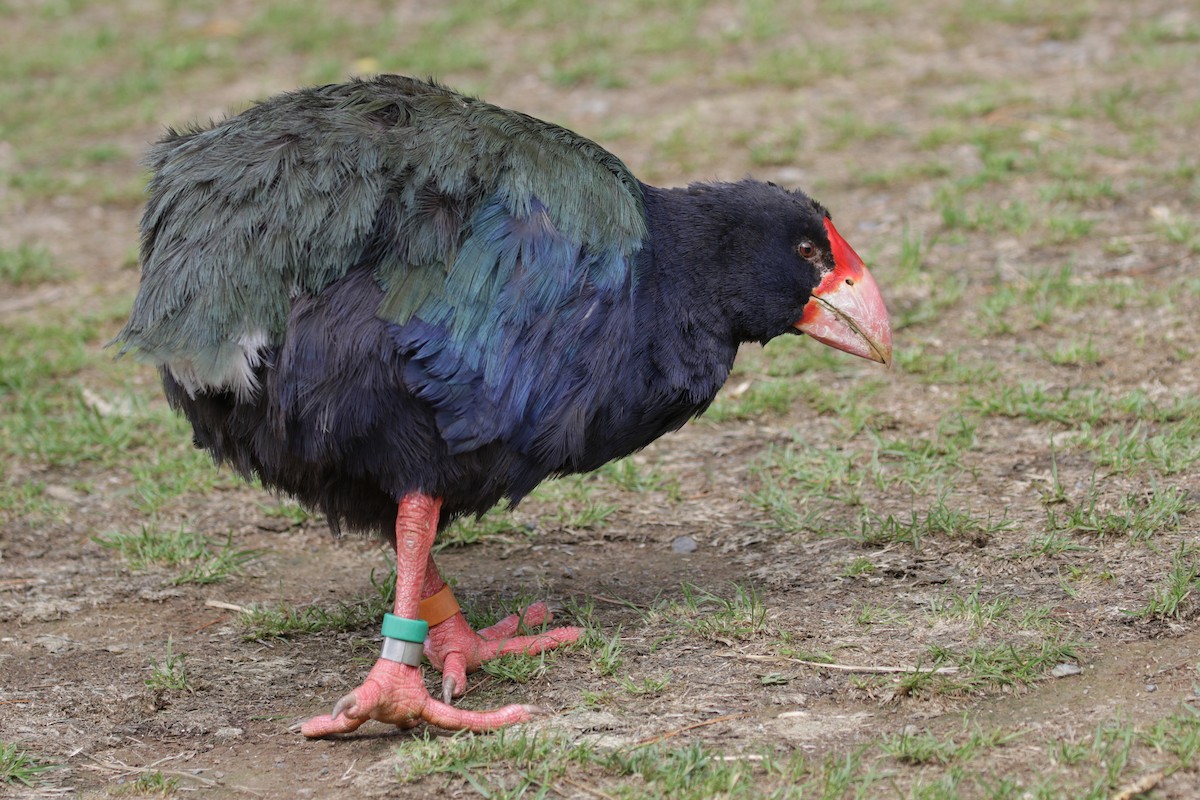 South Island Takahe - Cameron Eckert