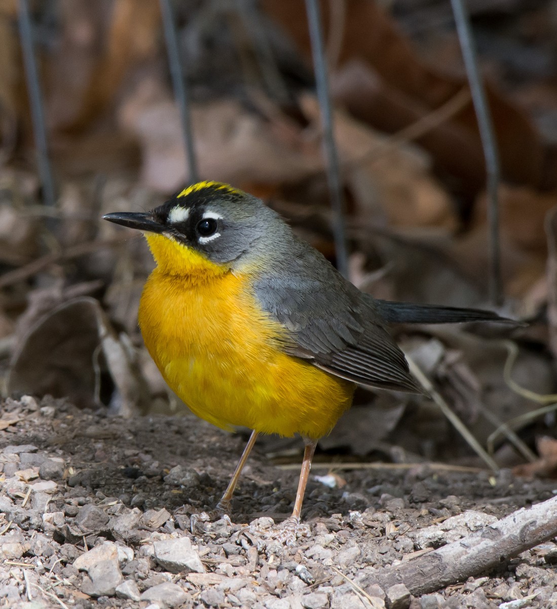 Fan-tailed Warbler - ML94928251