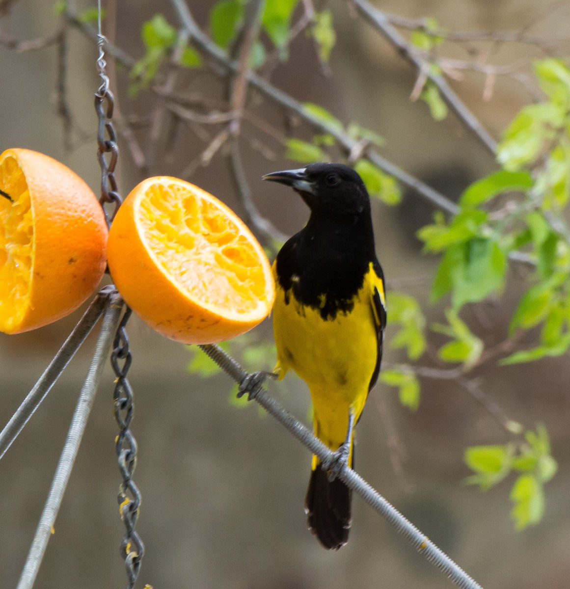 Scott's Oriole - ML94928611