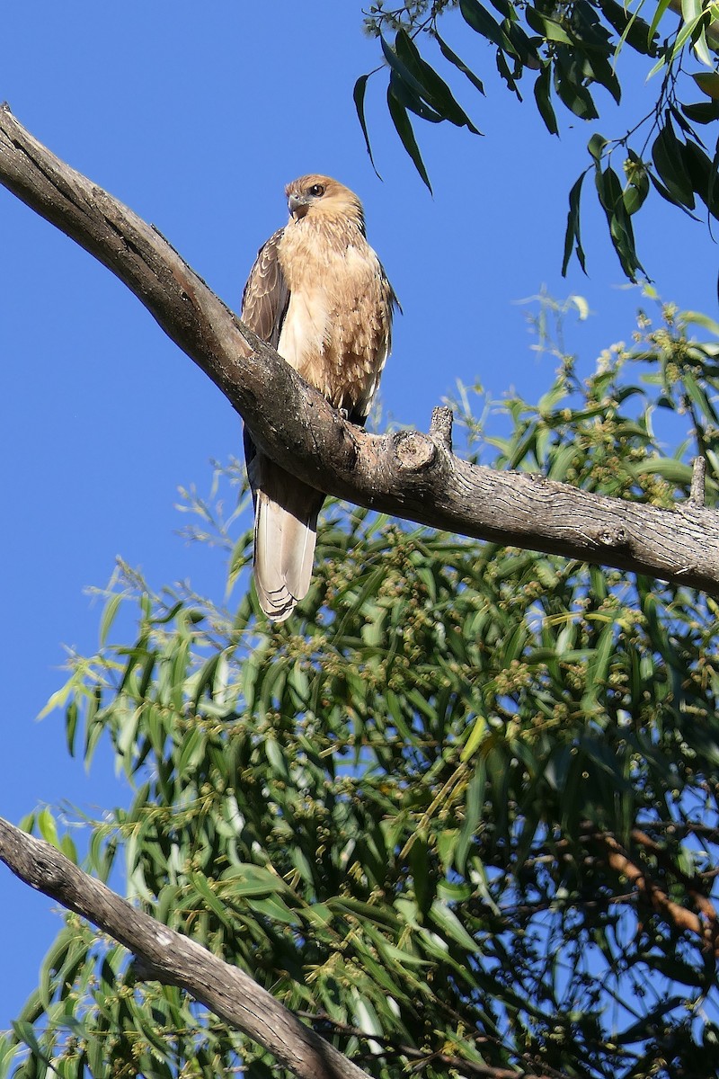 Whistling Kite - ML94929031