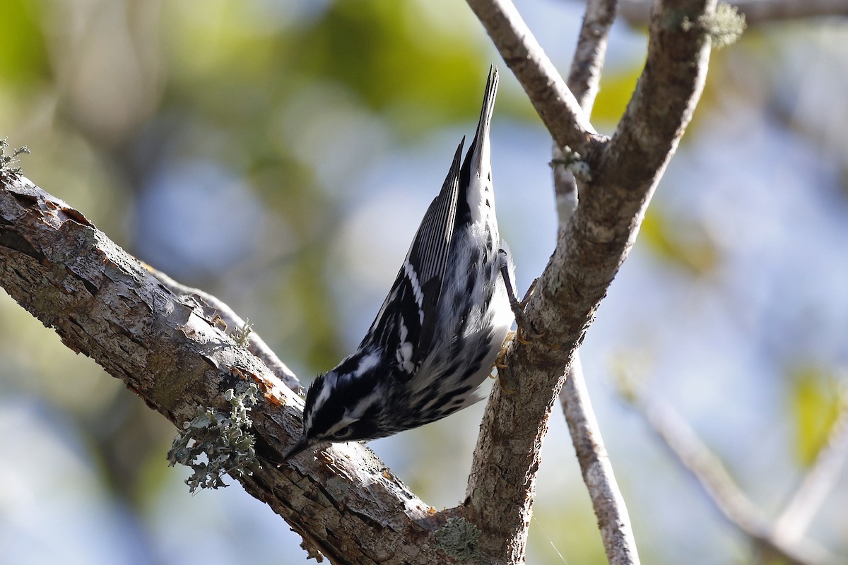 Black-and-white Warbler - ML94929861