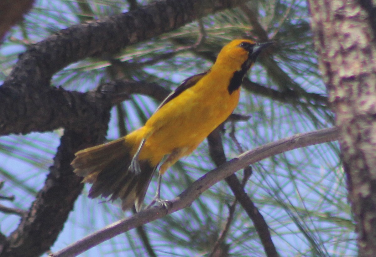 Streak-backed Oriole - Mario Trejo