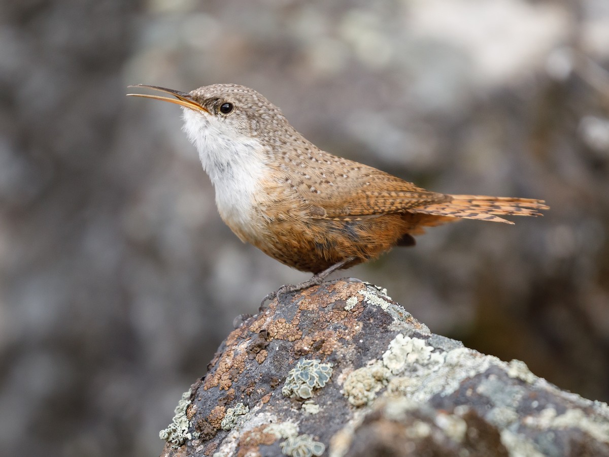 Canyon Wren - Darren Clark