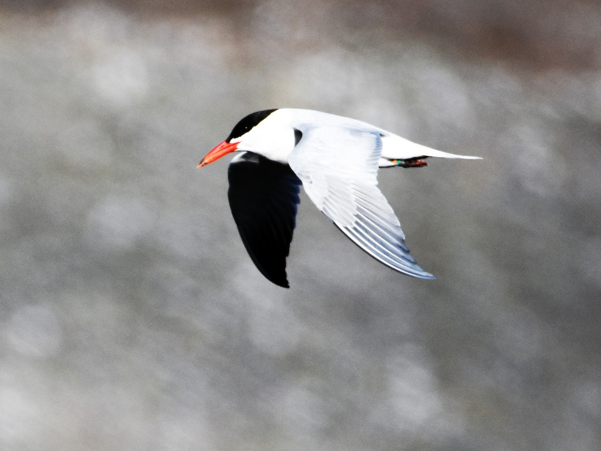 Caspian Tern - ML94932521