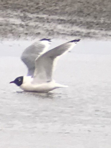 Franklin's Gull - ML94935471