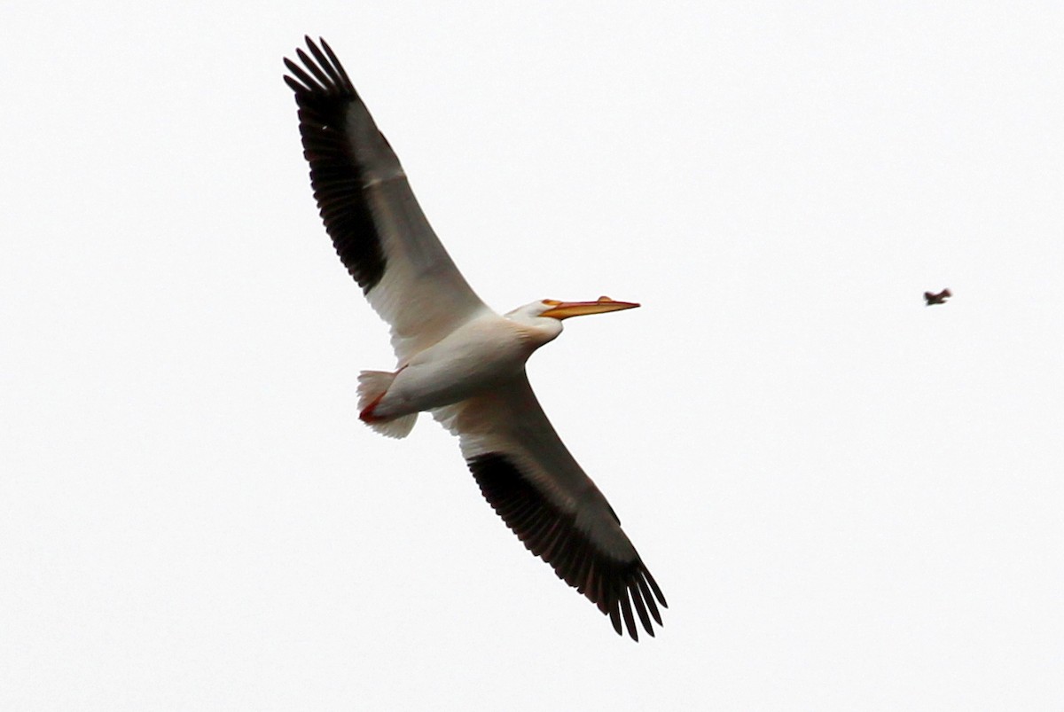 American White Pelican - sam hough