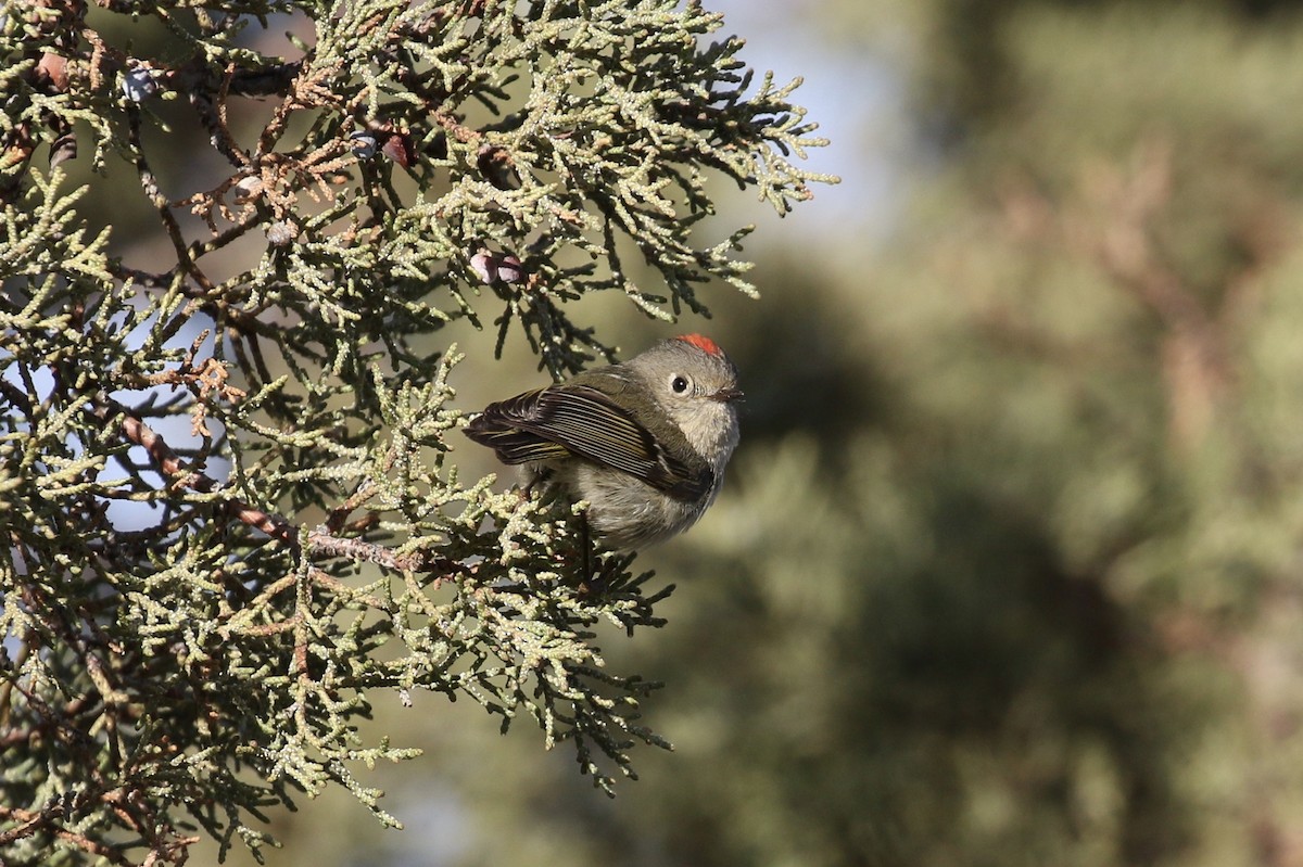 Ruby-crowned Kinglet - Russ Morgan