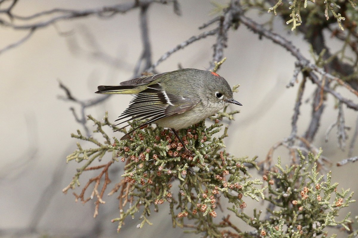 Ruby-crowned Kinglet - ML94936871