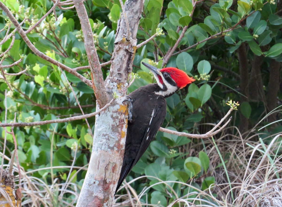 Pileated Woodpecker - Yve Morrell