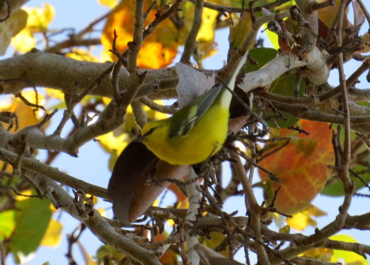 Blue-winged Warbler - Yve Morrell