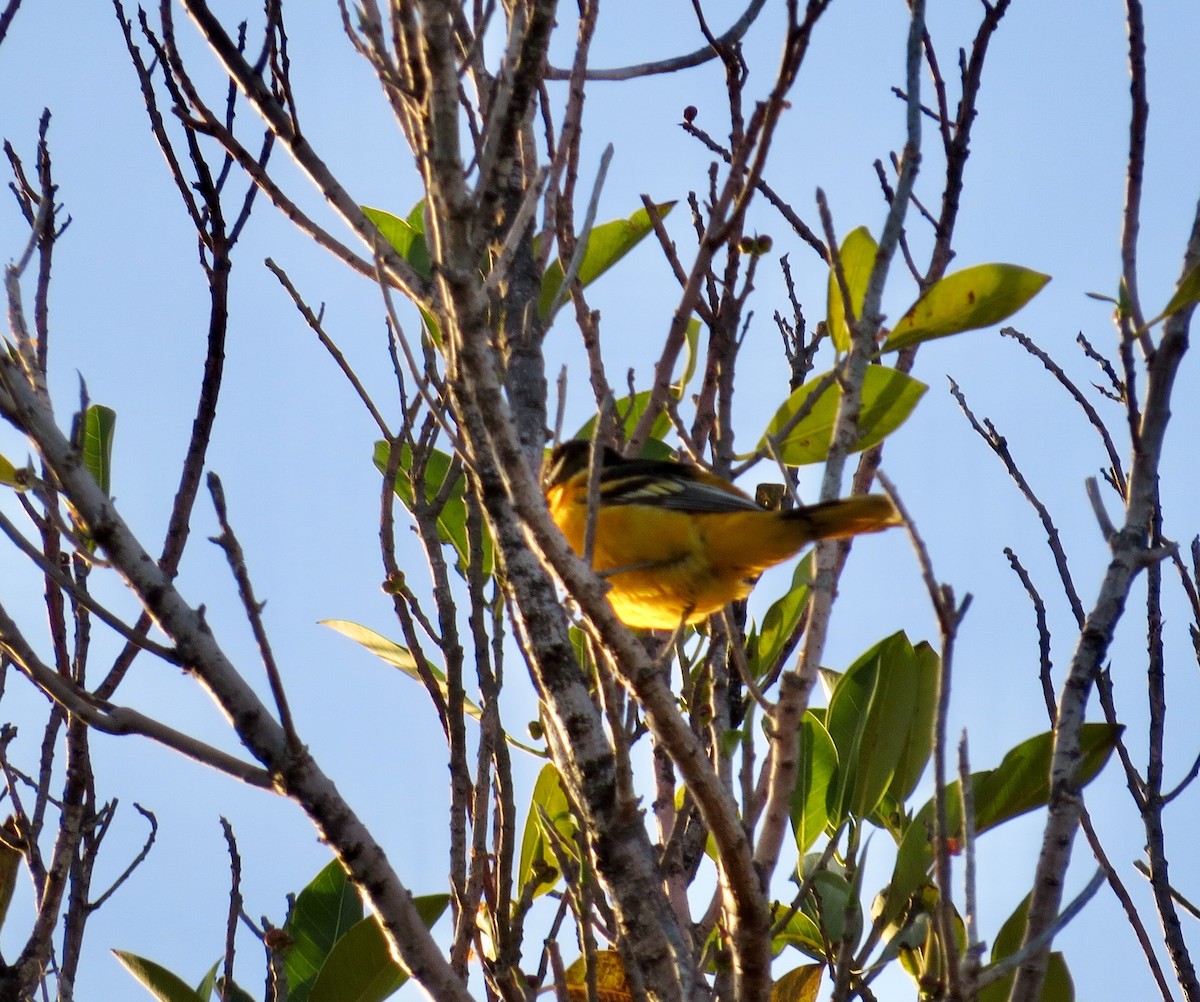 Baltimore Oriole - ML94939411