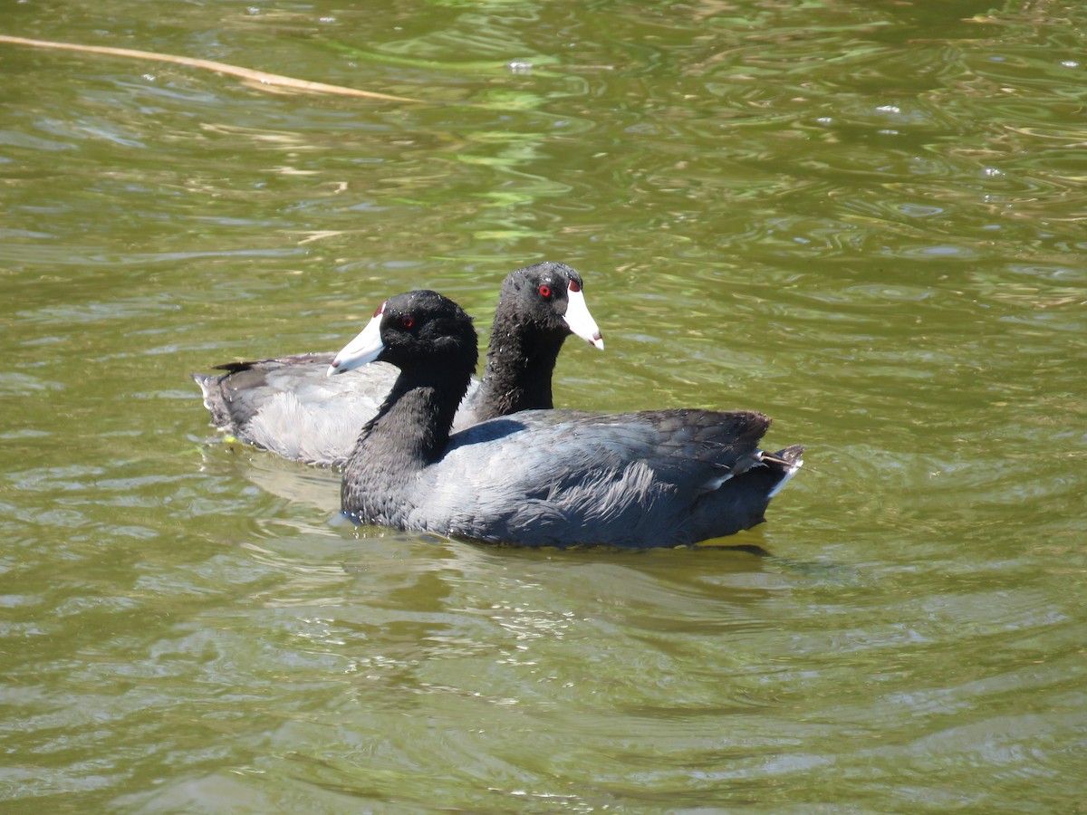 American Coot - Lisa Cancade Hackett