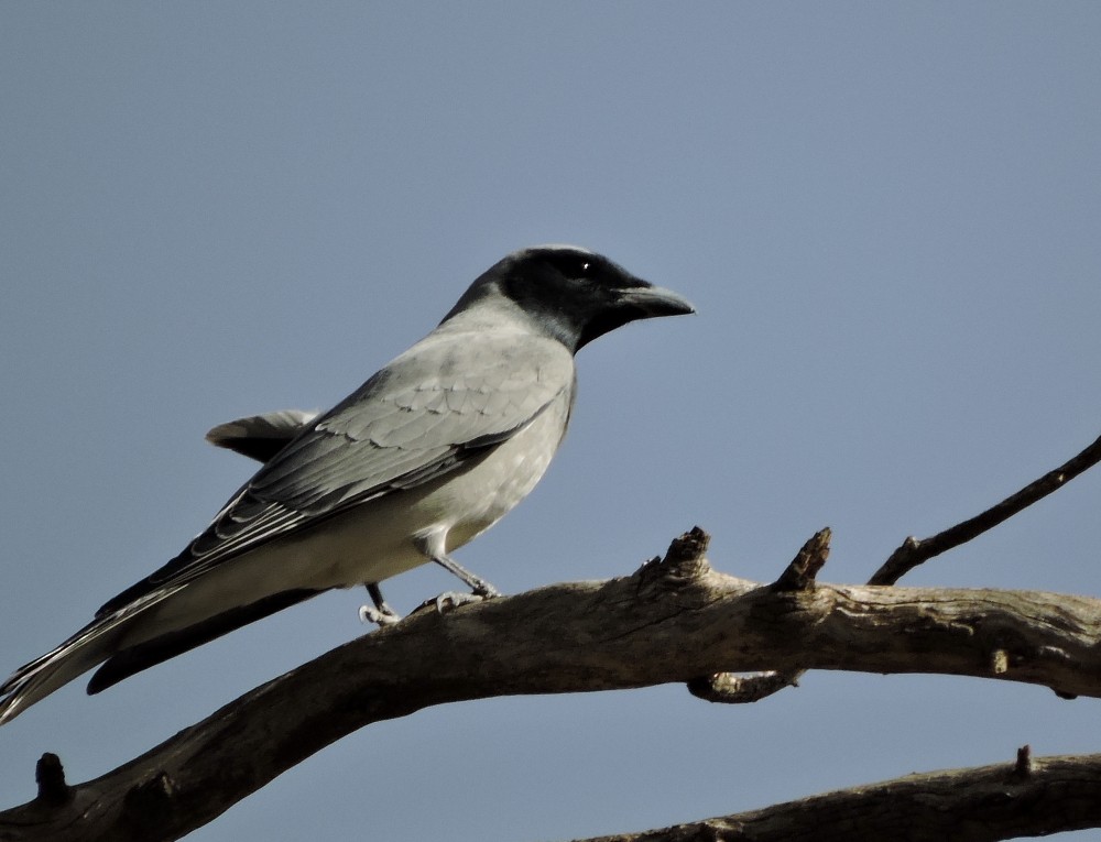 Black-faced Cuckooshrike - ML94941631