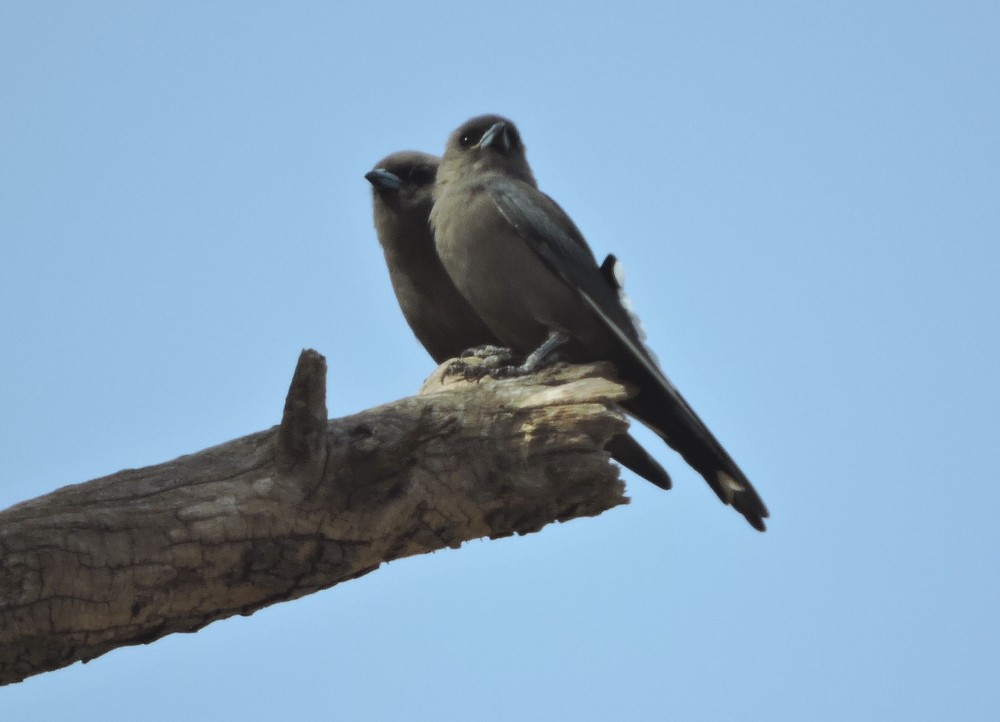 Dusky Woodswallow - ML94942001