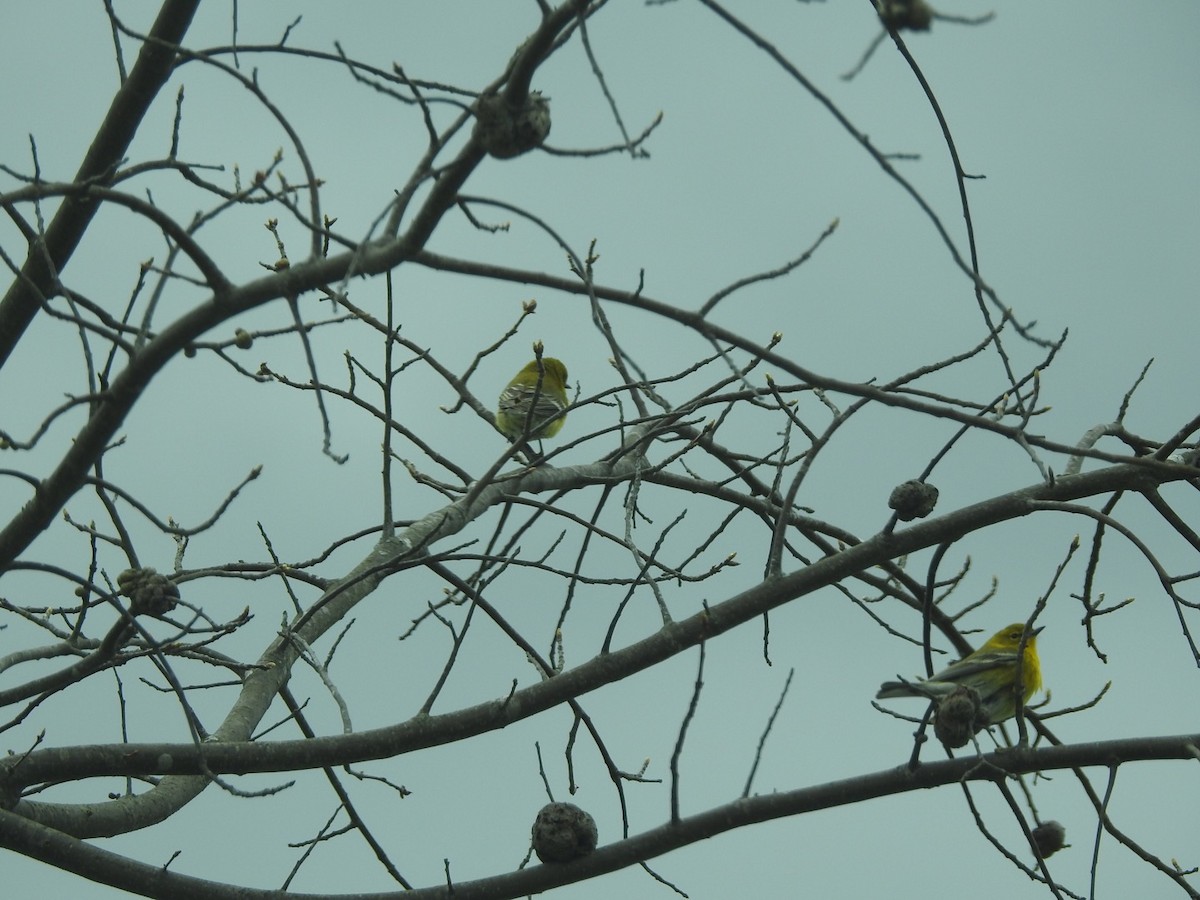 Pine Warbler - ML94942051