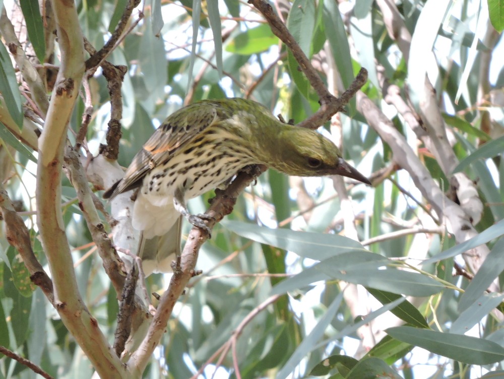 Olive-backed Oriole - ML94942151