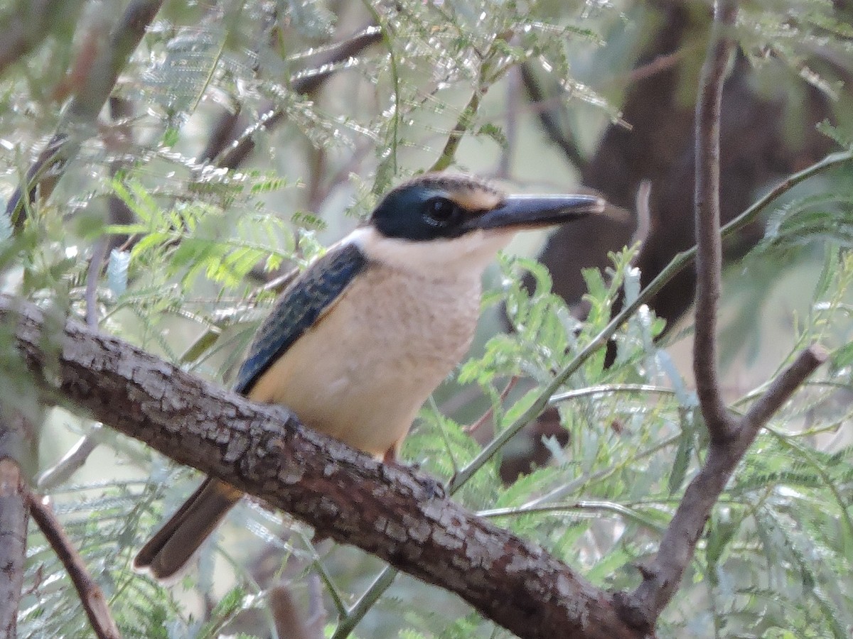 Sacred Kingfisher - ML94942571
