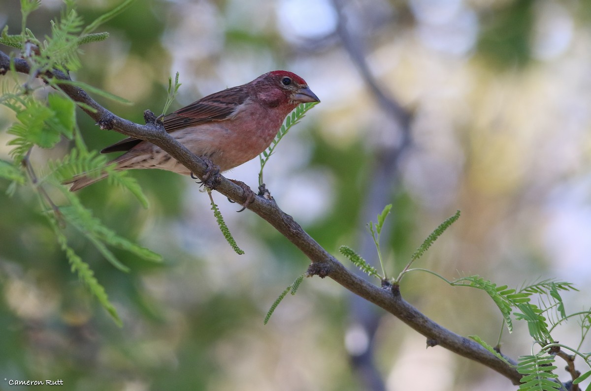 Cassin's Finch - ML94943441