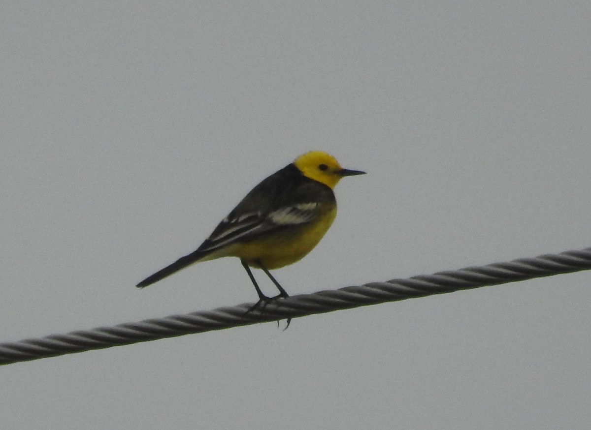 Citrine Wagtail - Yoshio Akasaka