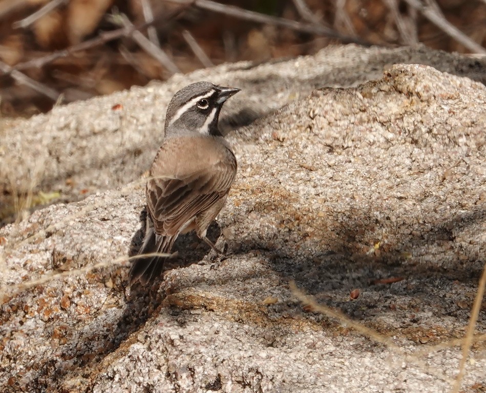 Black-throated Sparrow - Walt Anderson