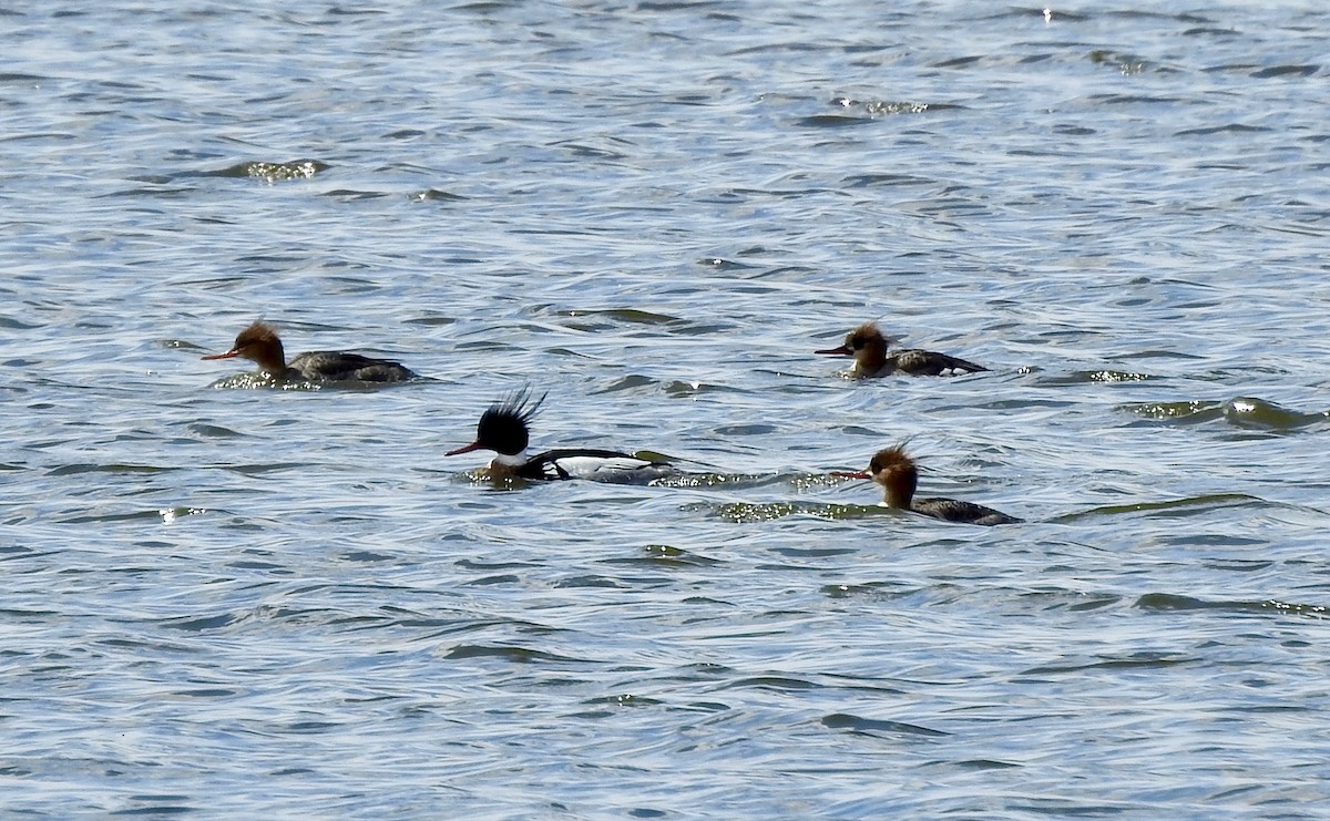 Red-breasted Merganser - ML94945821