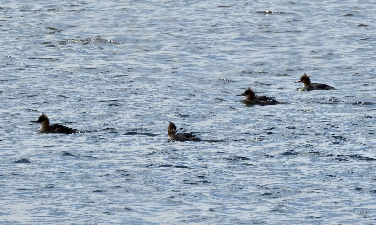 Red-breasted Merganser - ML94945841