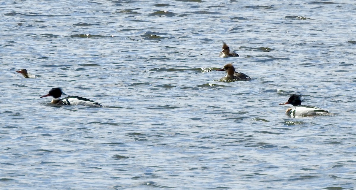 Red-breasted Merganser - ML94945861