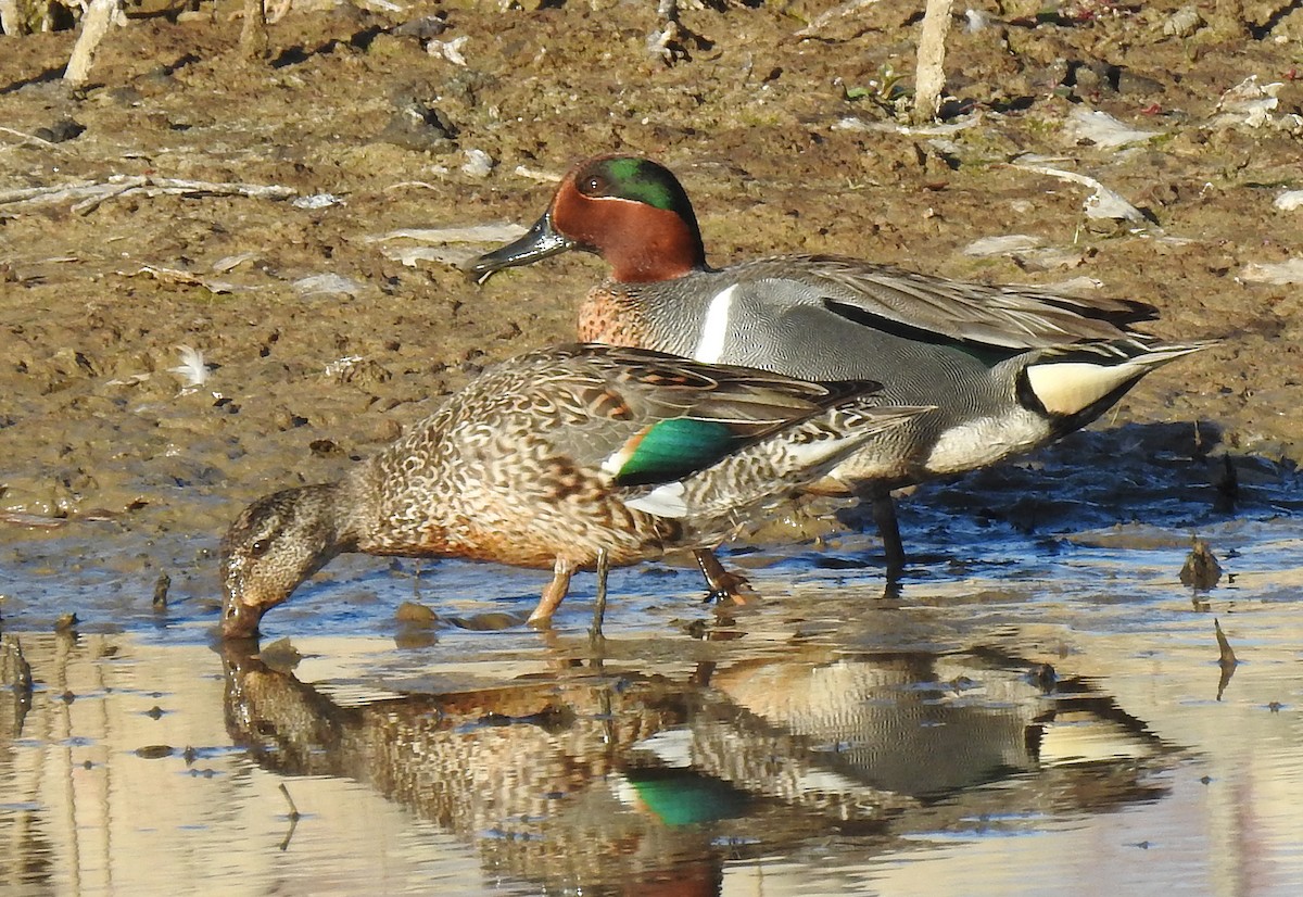 Green-winged Teal - Glenn Pearson