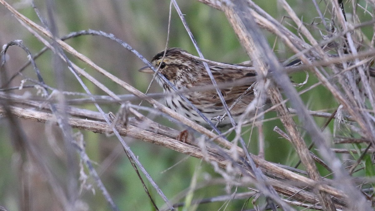 Savannah Sparrow - ML94946941