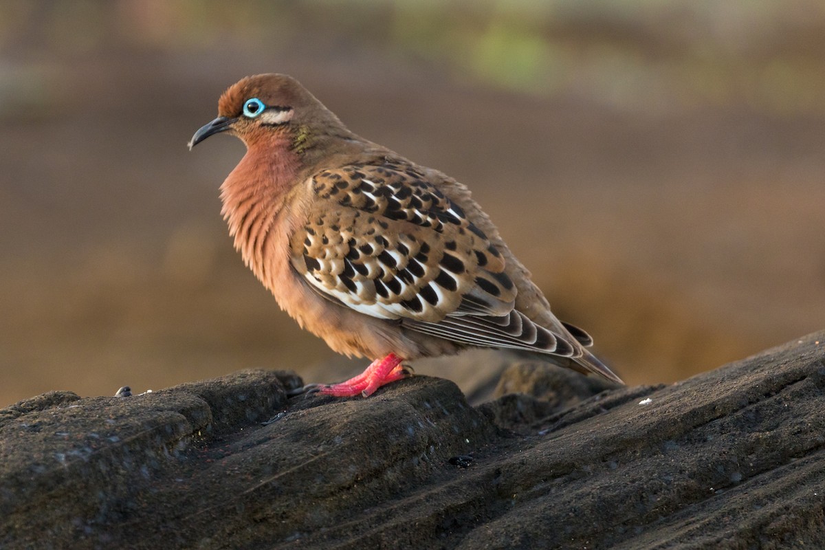 Galapagos Dove - ML94947341