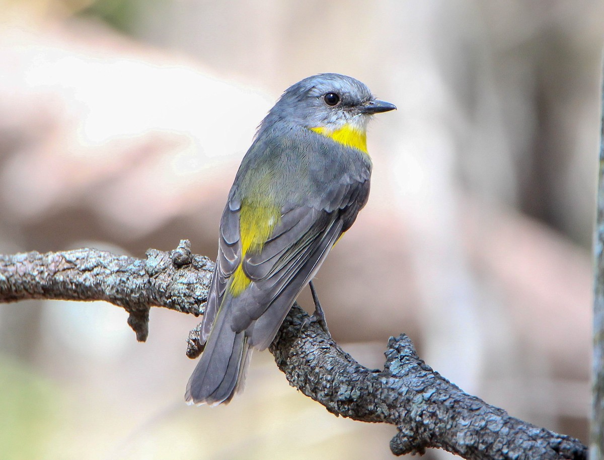 Eastern Yellow Robin - Sandra Gallienne