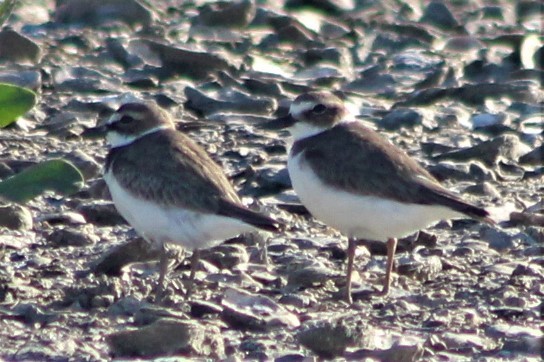 Wilson's Plover - Anita Meagher