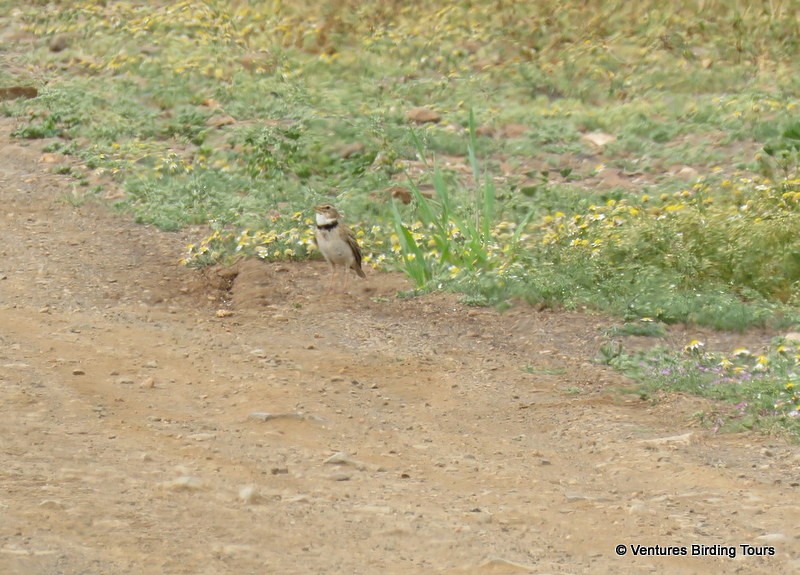 Calandria Común - ML94949581