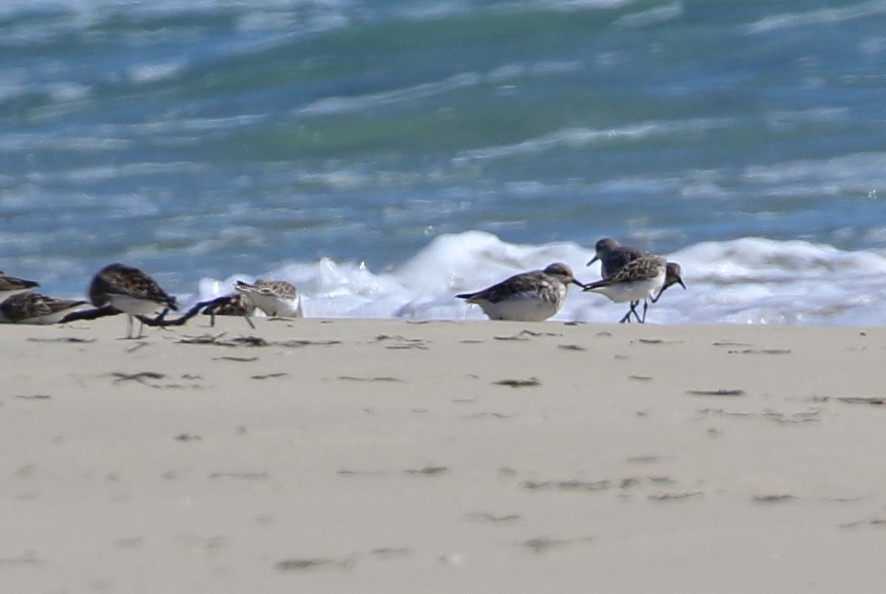 Sanderling - ML94951211