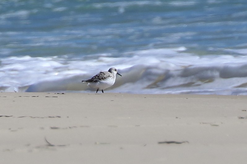 Sanderling - ML94951221