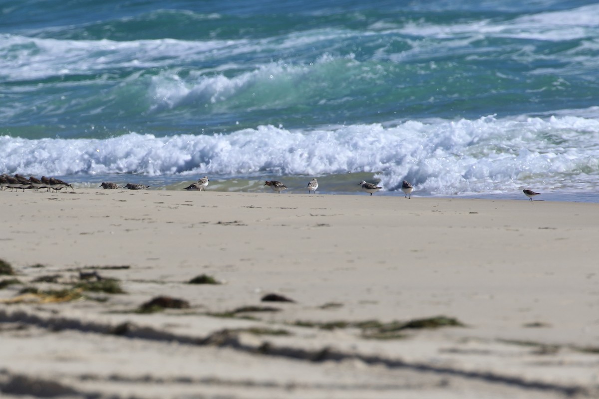 Sanderling - ML94951261