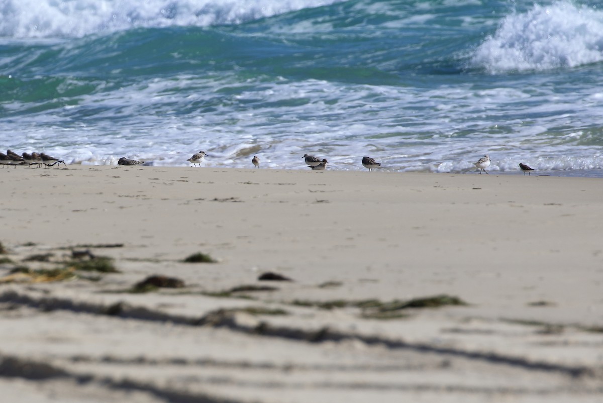 Sanderling - ML94951271